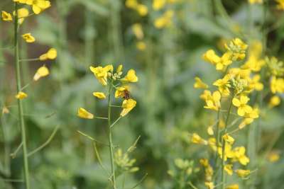 15丶油菜花